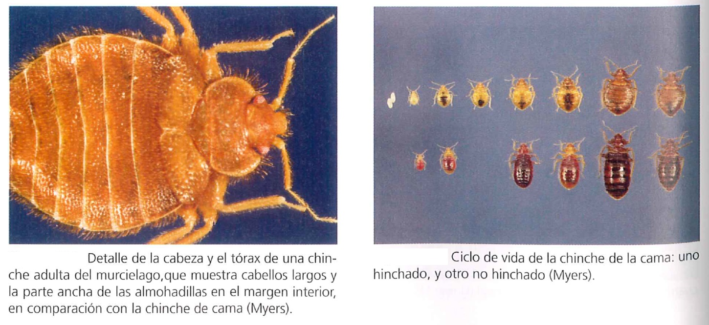 ¿Cómo saber si hay chinches en el hotel?; SIFSA - SIFSA