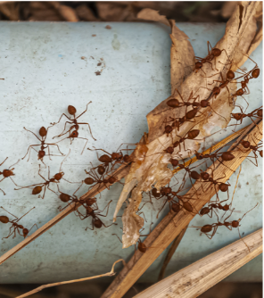 Manejo Integrado de Plagas: control de insectos rastreros y roedores
